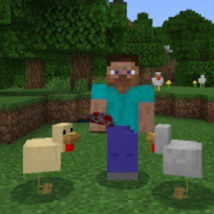 Chicken Mod for Minecraft PE