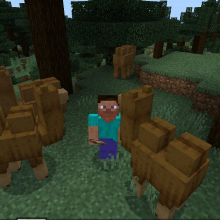 Camel Mod for Minecraft PE