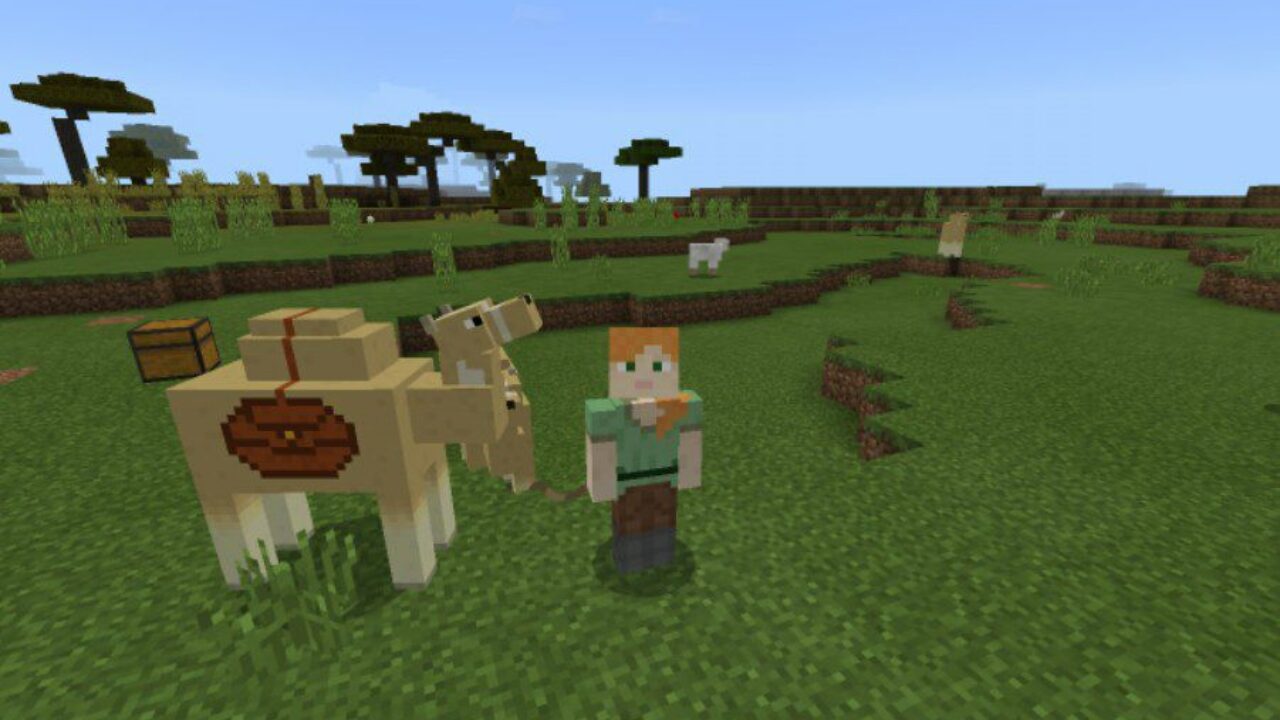 With a Chest from Camel Mod for Minecraft PE