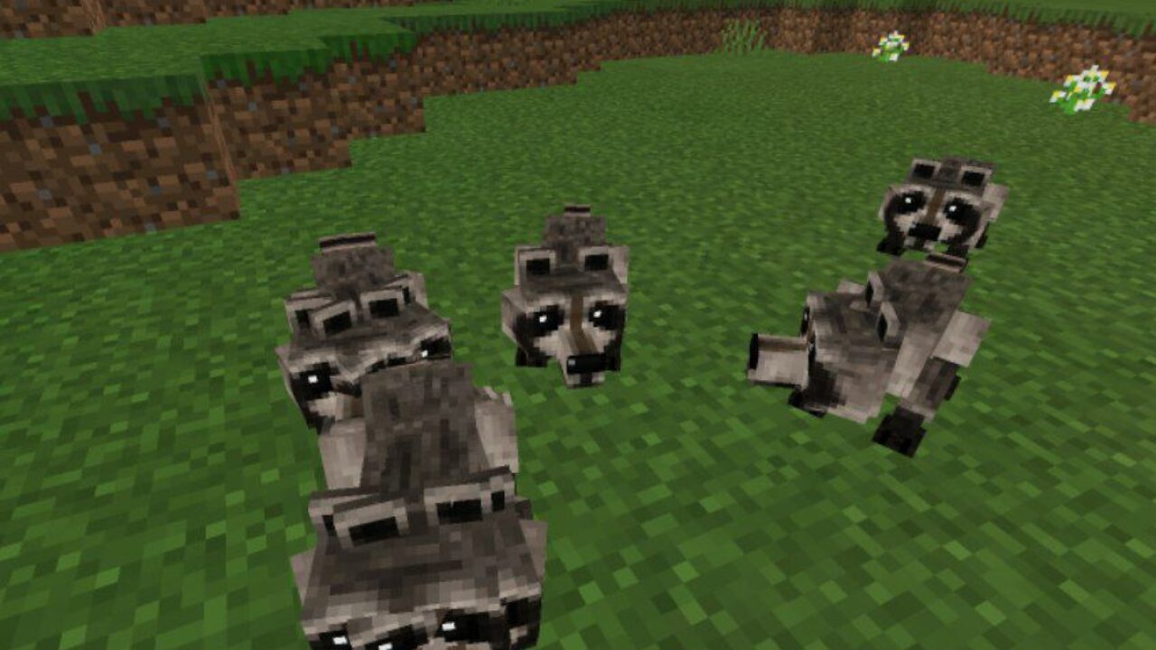 Racoons from Rats Mod for Minecraft PE