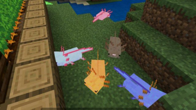 Download Axolotl Mod For Minecraft Pe Useful Helpers 4802