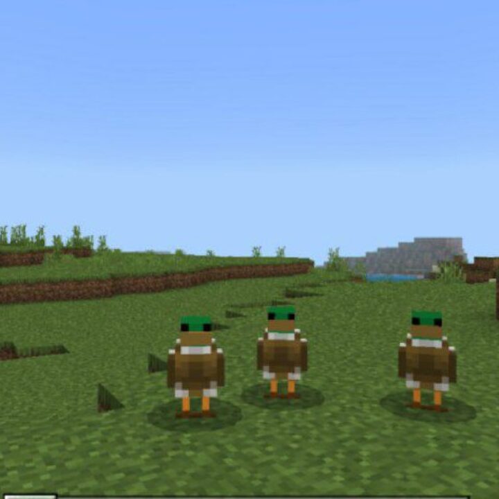 Duck Mod for Minecraft PE