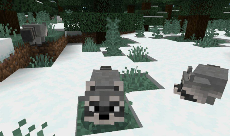 Download Raccoon Mod For Minecraft Pe: Raccoon Mod For Minecraft 